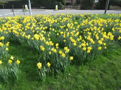 Spring Daffodils